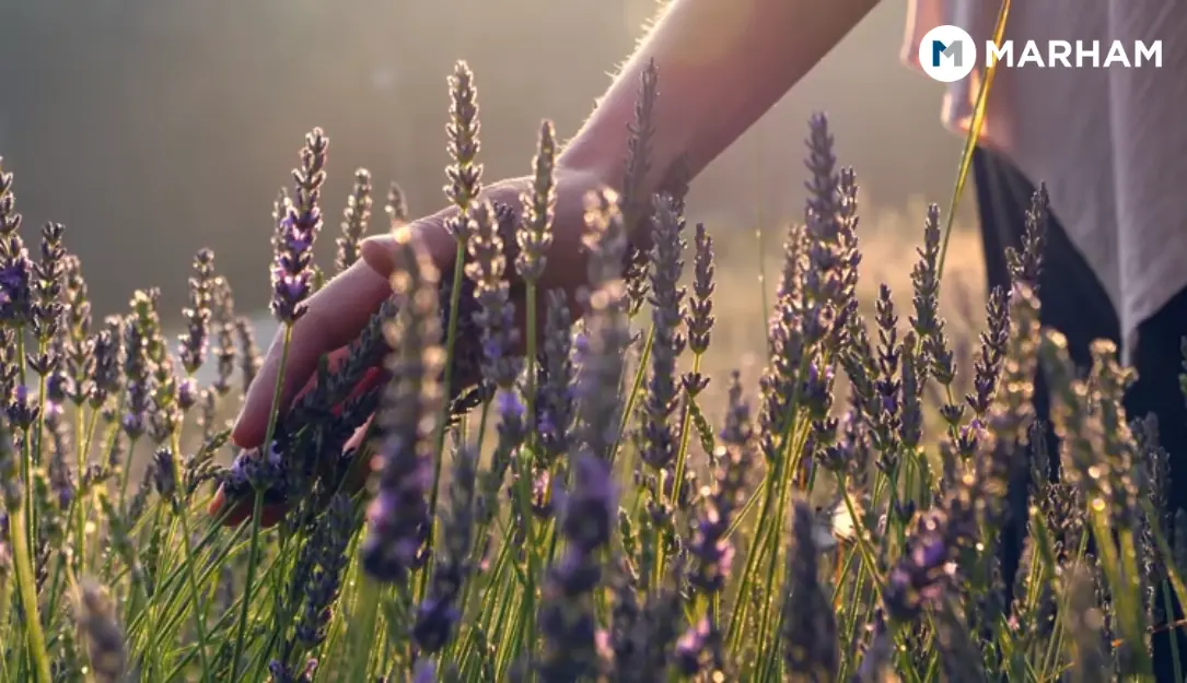 lavender oil benefits