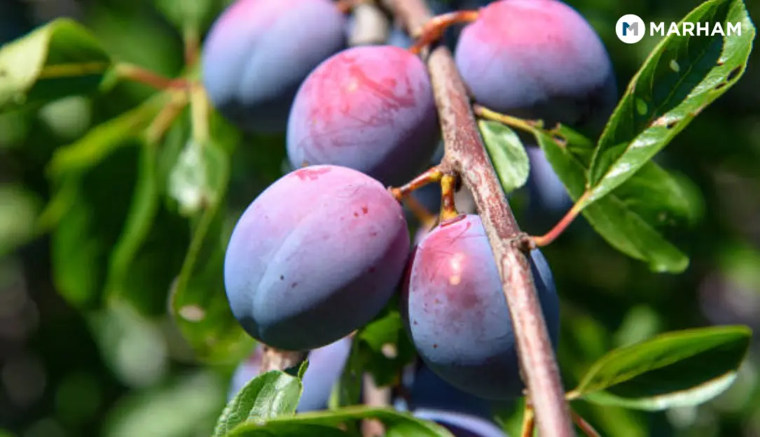 aloo bukhara in english pronunciation