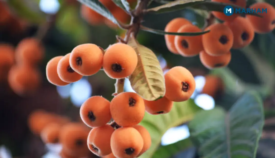 How to Eat Loquat Fruit