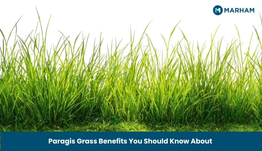 Paragis Grass Benefits You Should Know About
