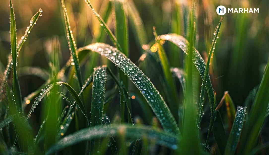 Research Backed Paragis Benefits