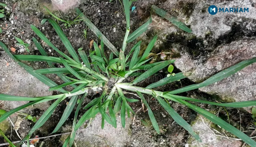 Side Effects and Precautions