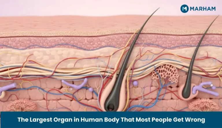 The Largest Organ in Human Body That Most People Get Wrong
