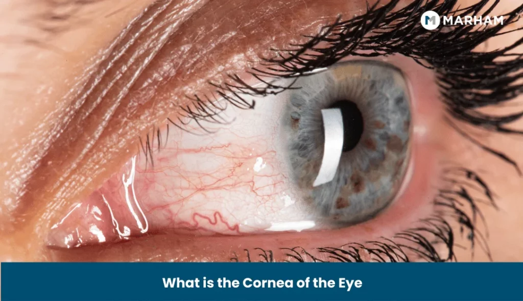 What is the Cornea of the Eye