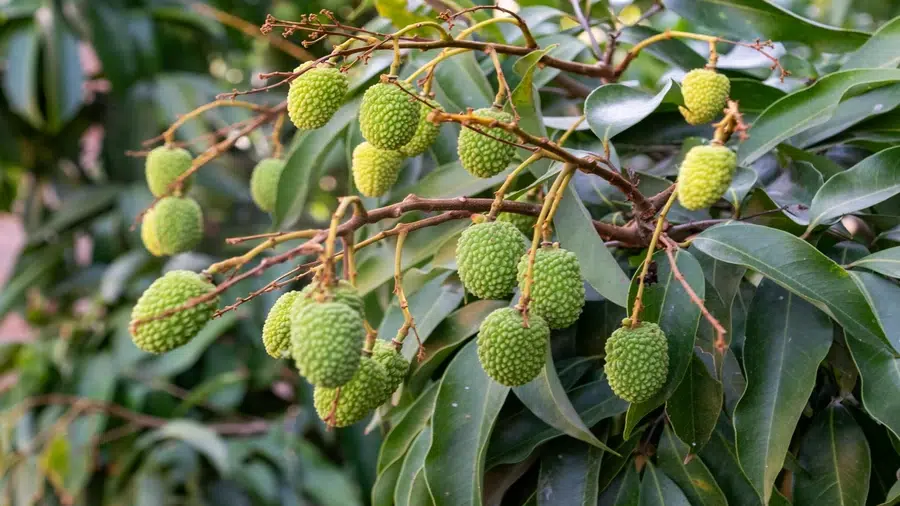 3. Lychee