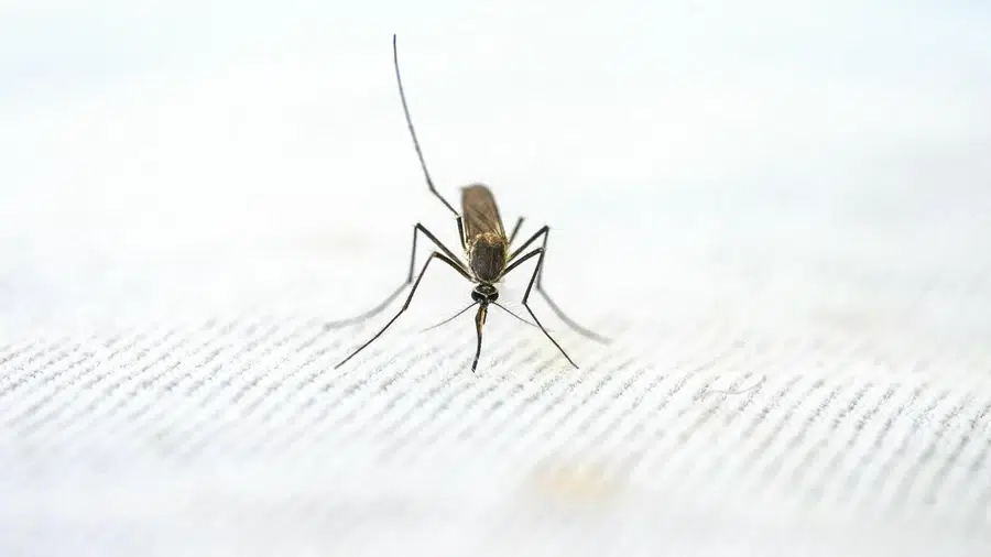 3. Malaria: Still a Major Threat in Rural Pakistan: Diagnosis and Treatment