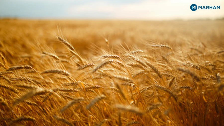 Jau (Barley) Nutrition Facts per 100g