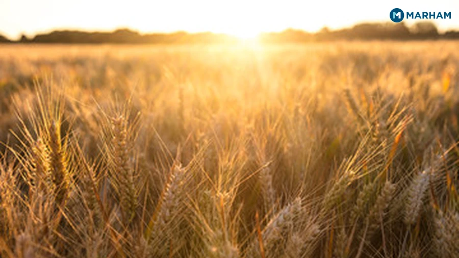 Who Should Be Careful with Barley