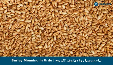 Barley Meaning in Urdu | جو کے فوائد اور استعمال