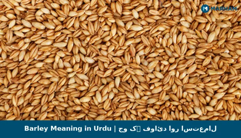 Barley Meaning in Urdu | جو کے فوائد اور استعمال