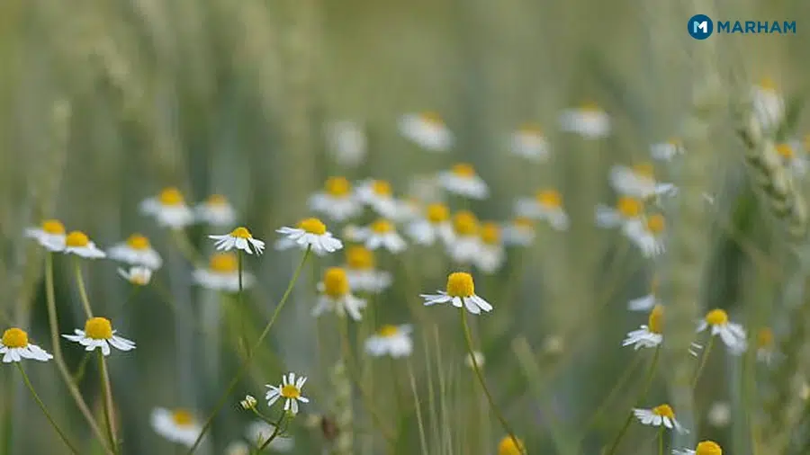 What Is Chamomile Tea and Why Does It Work?